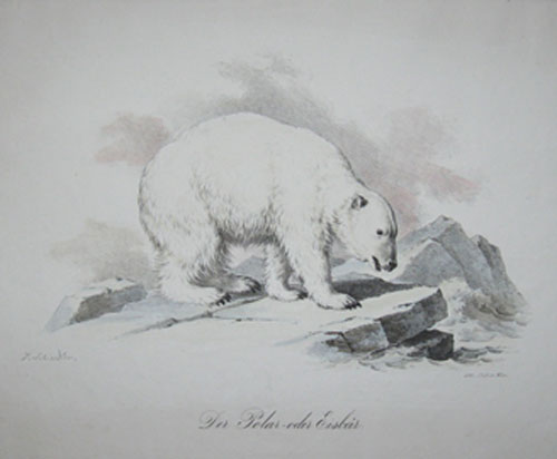 (NATURAL HISTORY). SCHINDLER, T. Der Polar-oder Eisbar. T. Schindler. Lith. in Wien… [c1840].